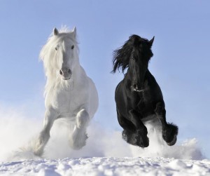 BLACK AND WHITE HORSES